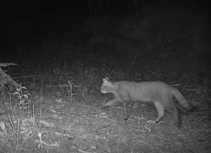 Gat fer. Autor: Càtedra de l'Aigua, Natura i Benestar