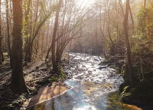 Detall de la Riera Major.<br />Autor: Ricard Badia