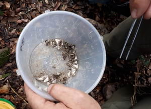 Captures de papallona del boix.<br />Autor: XPN