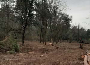 Treballs forestals realitzats a Tavèrnoles.<br />Autor: XPN