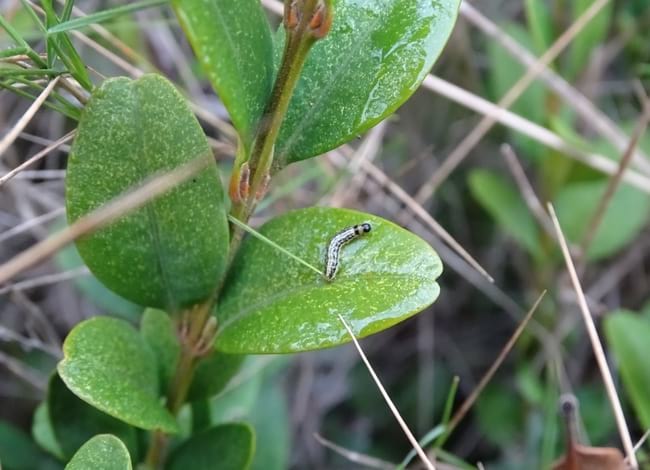 Eruga de la papallona del boix. Autor: XPN