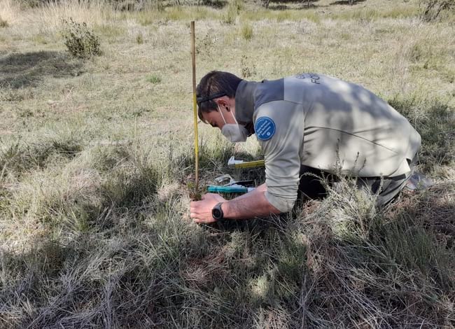 Guarda de l'Espai Natural fent el seguiment de la <br />plantació forestal. Autor: XPN