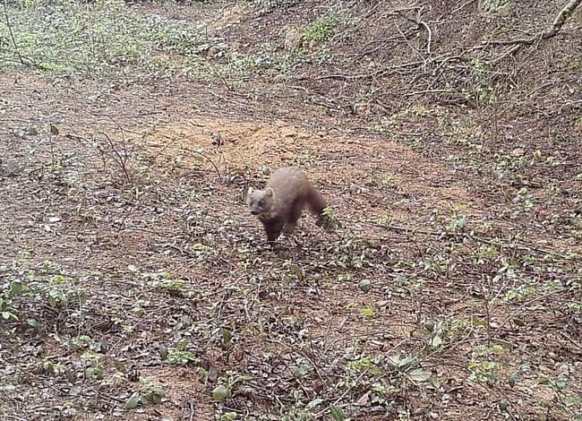 Exemplar de marta (Martes martes) captada per la càmera de fototrampeig. Autor: FELIS-ICHN