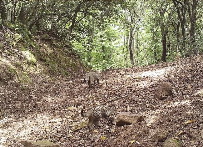 La mare, al fons, i un dels gatons de gat fer. Autor: Grup de recerca en carnívors de Catalunya (FELIS-ICHN)