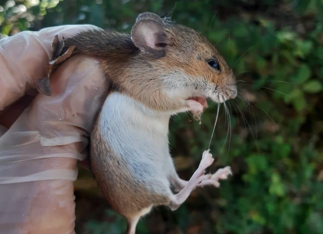 Exemplar de ratolí lleonat detectat a l'Espai Natural  de les Guilleries-Savassona. Autor: Marc Vilella / MCNG