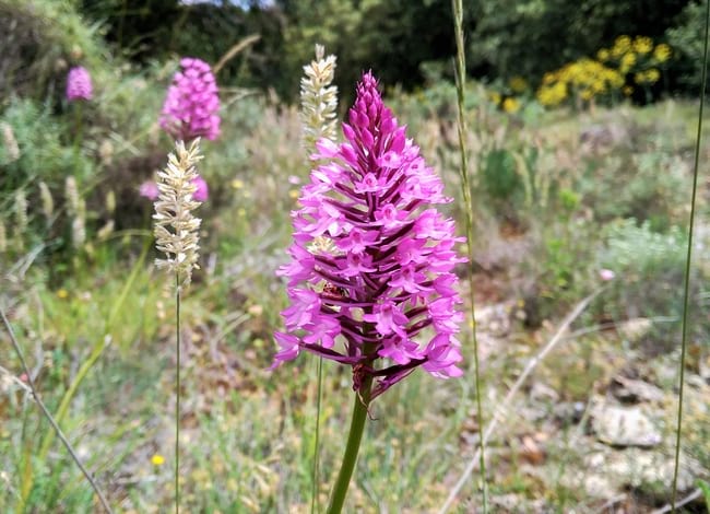 Orquídia. Autor: Marc Ordeix