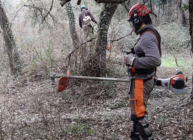 Gestió forestal a l'Espai Natural de les Guilleries-Savassona. Autor: XPN