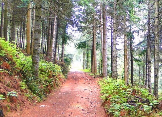 Paisatge de les Guilleries. Autor: Càtedra de l'Aigua, Natura i Benestar