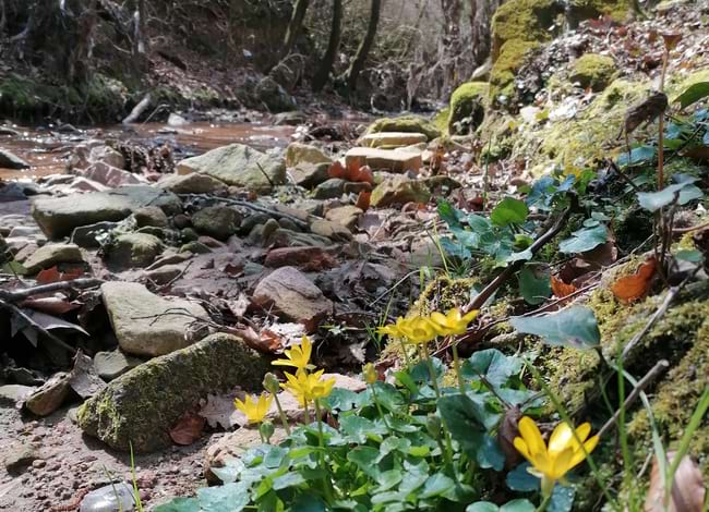 Detall de la riera de la font Picant, a Sant Hilari Sacalm. Autor: Marc Ordeix