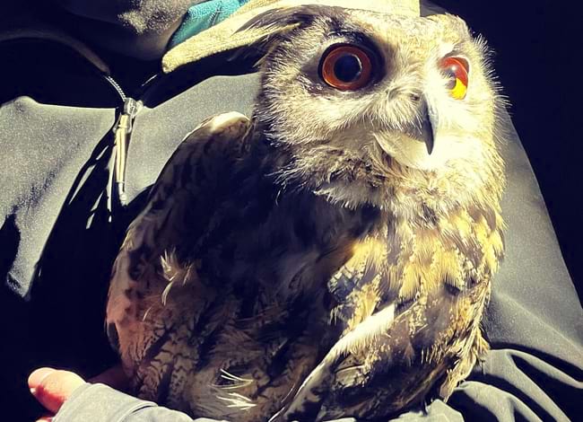 Exemplar mascle de duc (<i>Bubo bubo</i>) anellat. Autor: Joan Pareja / XPN