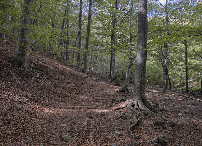 Les pràctiques de teràpia de bosc també es van tractar durant el Seminari. Autoria: Oriol Clavera