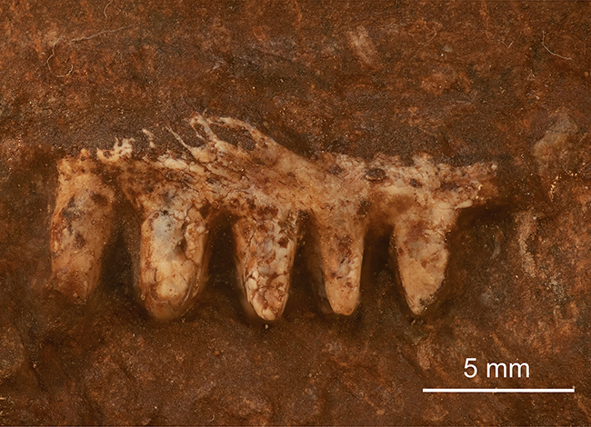 Maxil·lar esquerre de Kapes signus amb cinc dents preservades. Autor: Arnau Bolet / ICP-CERCA