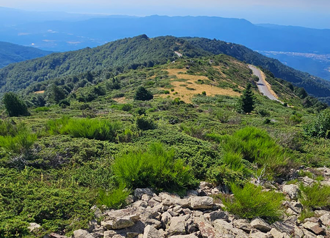 Matollar al Montseny. Autora: Lídia Freixas