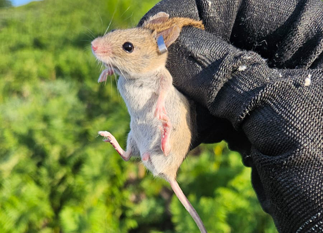 Ratolí de camp. Autora: Lídia Freixas