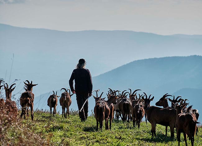 Les cabres de la formatgeria, al Montseny d'amunt. Autor: Oriol Clavera / Diputació de Barcelona