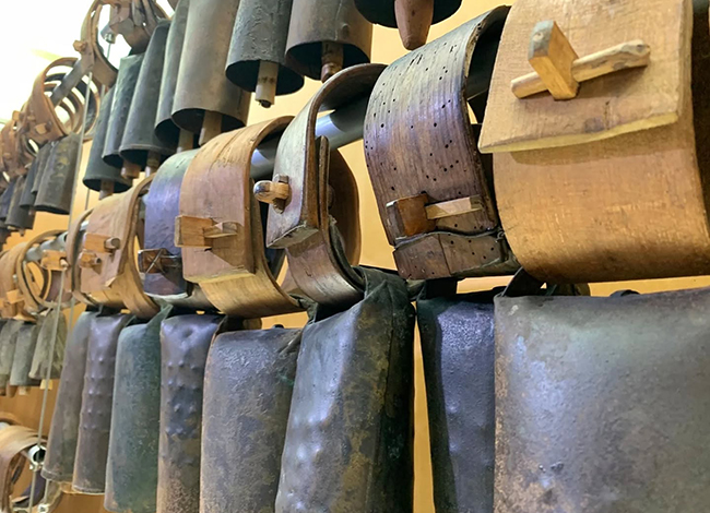 Detall de les esquelles exposades. Autor: MEMGA