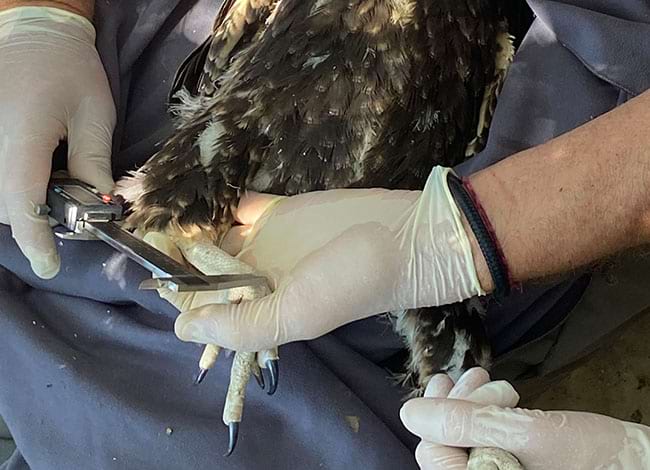 Prenent la mida de les potes. Autor: Diputació de Girona