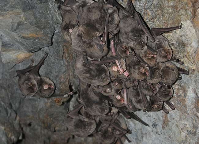 Ratpenat de cova. Autor: XPN