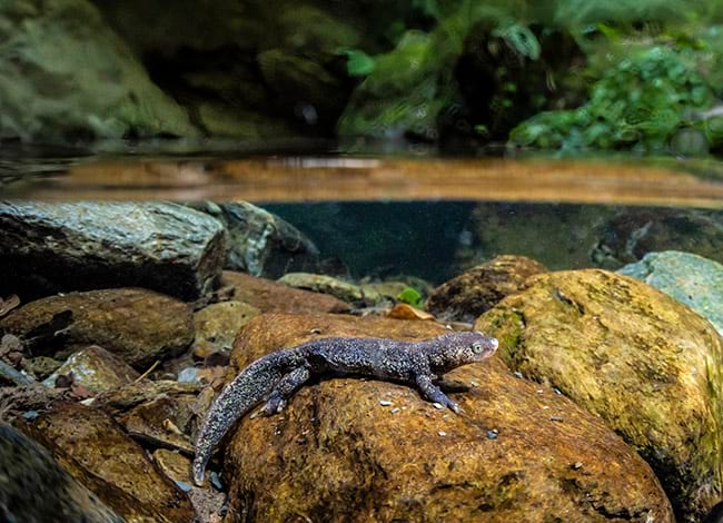 Tritó del Montseny sota l'aigua. Autor: Iñaki Relanzón / Diputació de Barcelona