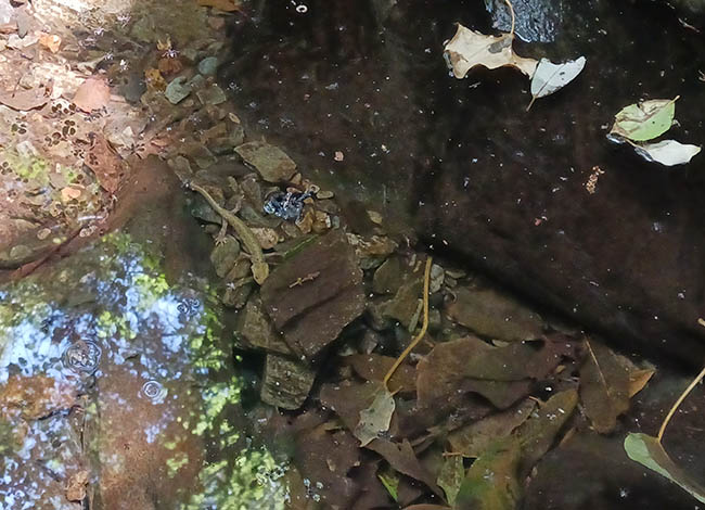 Un tritó en un torrent, vist durant un seguiment. © XPN