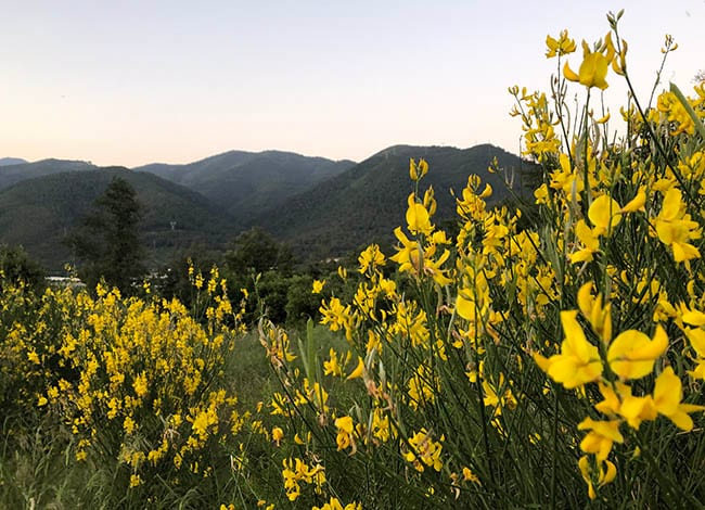 La Garriga i les flors, una de les propostes d'enguany. Autor: XPN