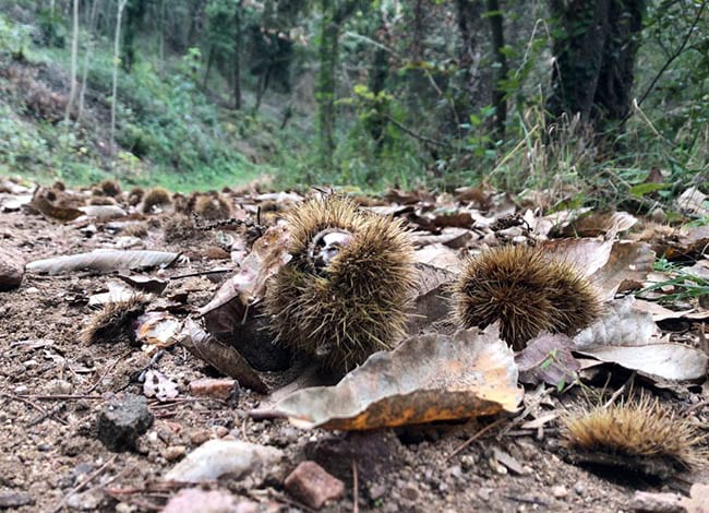 Castanyes al terra, a Sant Pere de Vilamajor. Autor: XPN