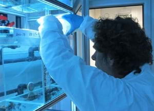 Cria en captivitat. Autor: Life Tritó Montseny