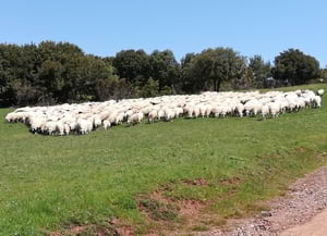 Ramats al pla de la Calma. Autora: M. J. Broncano / UAB