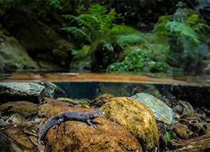 Imatge aquàtica del tritó del Montseny. <br />Autor: Iñaki Relanzón