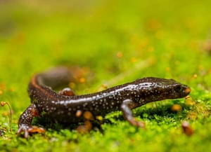 Tritó del Montseny. Autor: Iñaki Relanzón