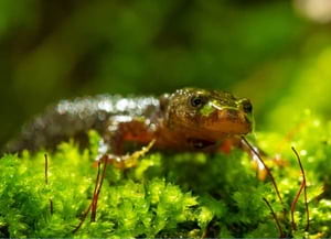 Tritó del Montseny. Autor: Iñaki Relanzón
