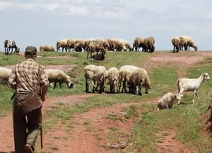 Ramat. Autor: Jordi Villaronga