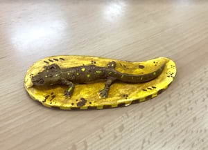 Tritó de guix. Autor: Escola Carulla