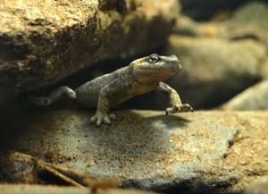 Detall del vídeo. Autor: Life Tritó Montseny