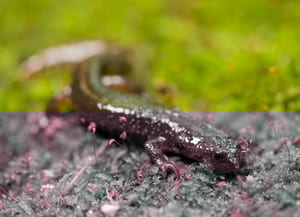 Tritó del Montseny. Autor: Iñaki Relanzón