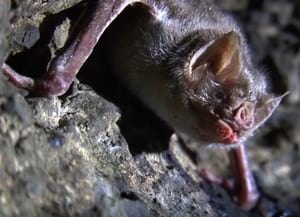 Detall del documental. Autor: Museu CN Granollers