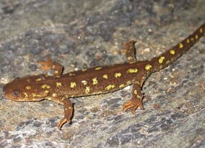 Tritó del Montseny. Autor: XPN