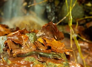 Exemplar de tritó del Montseny (Calotriton arnoldi).<br />Autor: Iñaki Relanzón / Life Tritó Montseny