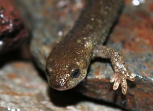 Tritó del Montseny. Autor: Life Tritó Montseny
