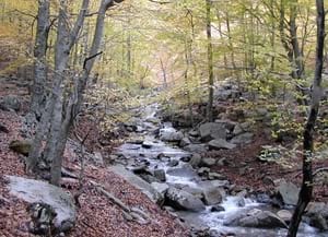 Boscos del Montseny. Autor: Diputació de Girona