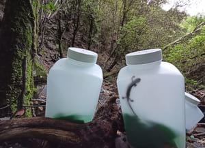 Reintroducció de tritons. Autor: GRENP