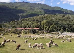 La Reserva de la Biosfera del Montseny, un dels<br />territoris del Life Clinomics. Autor: Xavi Comas