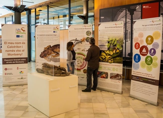 Exposició sobre el tritó del Montseny.<br />Autor: Iñaki Relanzón / Life Tritó Montseny