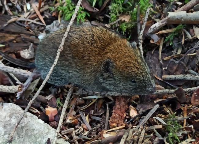Exemplar de talpó roig, al Montseny. Autora: Lídia Freixas / Museu de Ciències Naturals de Granollers