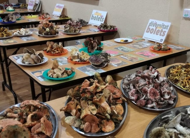Exposició dels bolets durant una edició anterior. Autor: Aprèn Serveis Ambientals