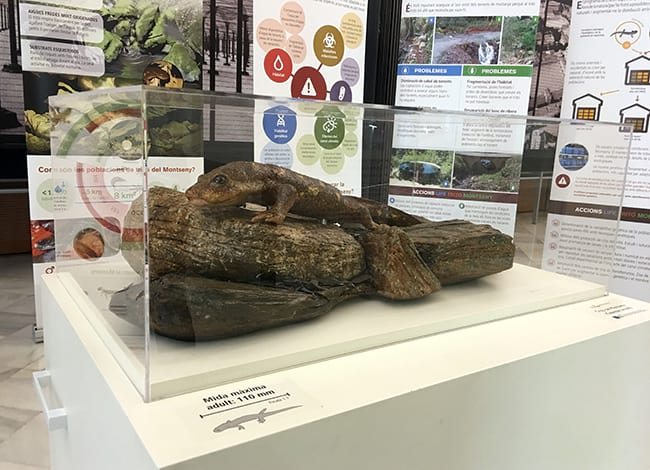 Maqueta del tritó a escala augmentada. Autor: Life Tritó Montseny