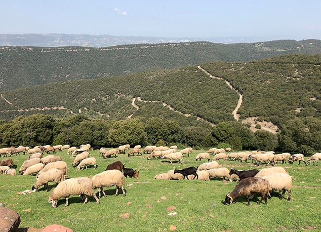Ramat de xais i cabres a Tagamanent, a prop del pla de la Calma. Autor: XPN