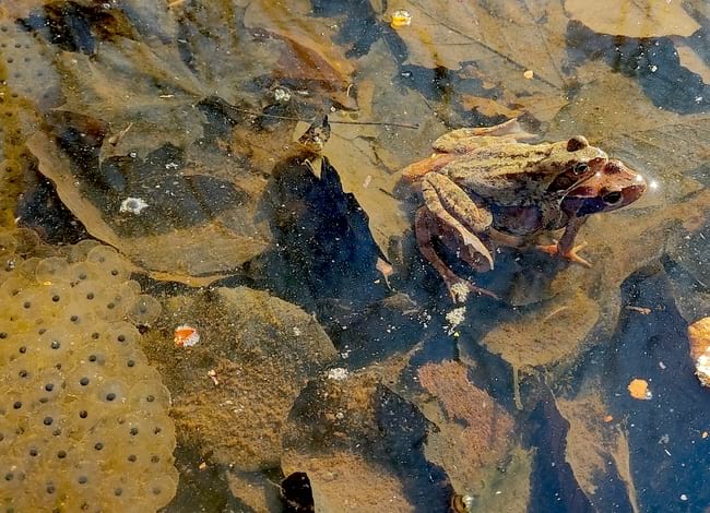 Les femelles prenen una coloració vermella, per ajudar els mascles a identificar-les. Autor: Fèlix Amat / MCNG