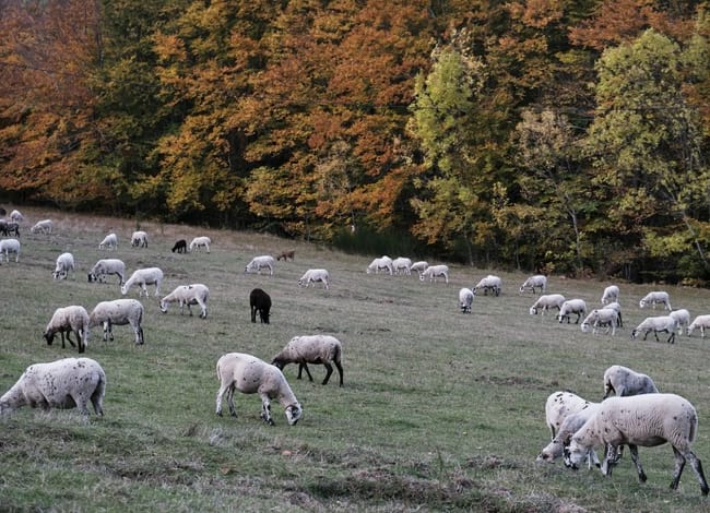 El Parc Natural i Reserva de la Biosfera del Montseny, territoris Life Clinomics. Autor: Oriol Clavera