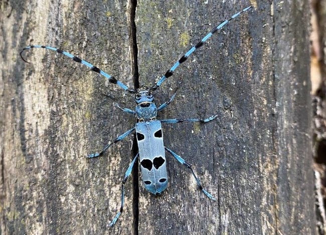 Exemplar de banyarriquer del faig ('Rosalia alpina'). Autor: Jordi Artola